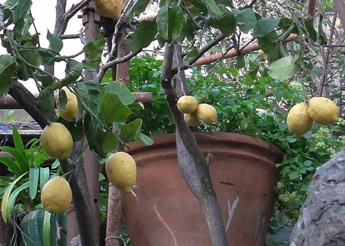 Il Golfo E I Limoni